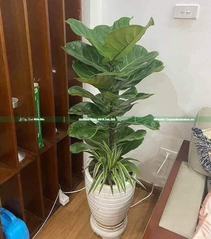 mua cây bàng singapore (2)